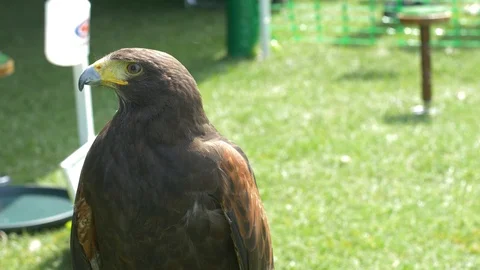 Hawk turning its head Stock Footage 94590845