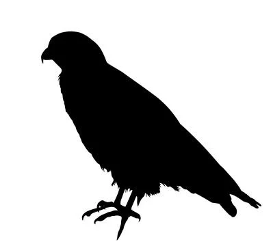 Hawk vector silhouette illustration isolated. Stock Illustration