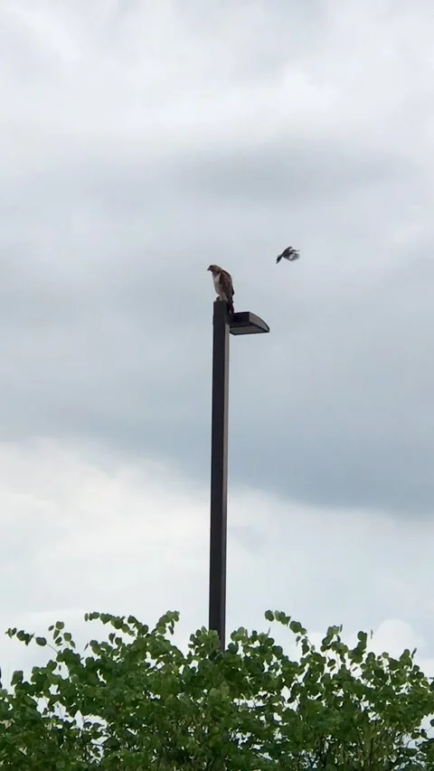 Hawk versus Small Bird Stock Footage 168948003