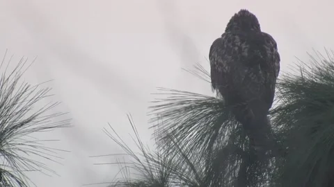 Hawk waiting for Sunrise Video stock 150529294