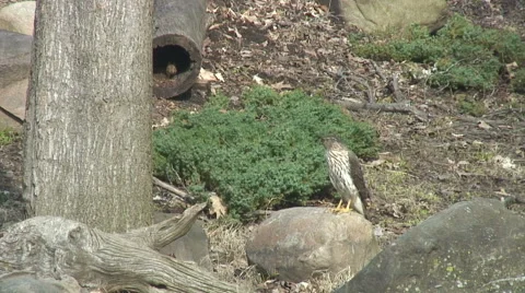 HAWK WATCHES CHIPMUNK Video stock 61272274