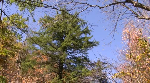 Hawk Waterfalls Stock Footage 906380