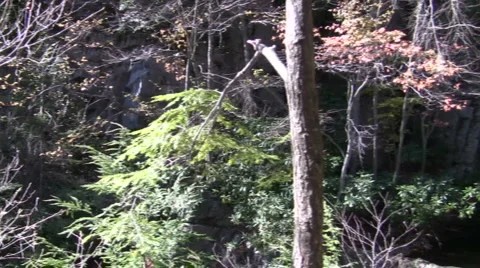 Hawk Waterfalls Stock Footage 908706