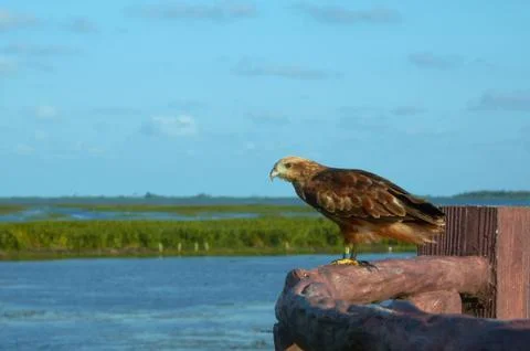 Hawk at a wetland Stock Photos
