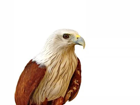 Hawk on a white background. Stock Photos