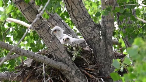 Hawk in the wild Stock Footage 150749726