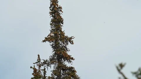 Hawk in the wild Video stock 328371975