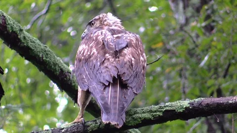 Hawk wiping beak on tree branch Stock Footage 95583928