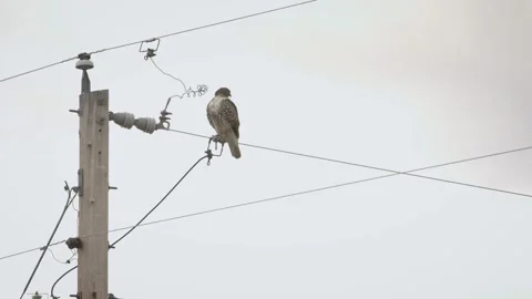 Hawk on Wire Stock Footage 152499921