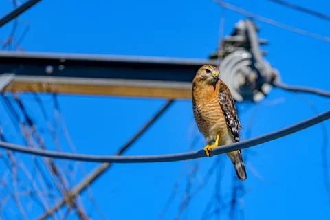 Hawk on the Wire Stock Photos
