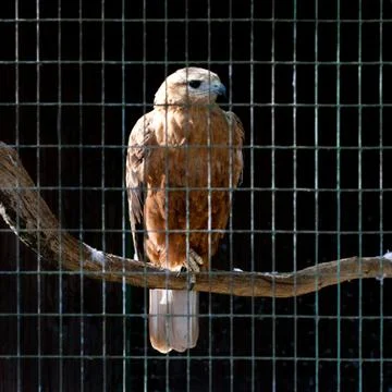 Hawk in zoo Stock Photos