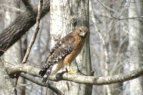 Hawk004 Stock-Footage 852608