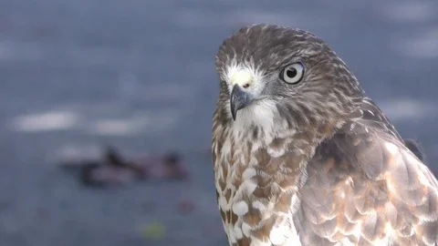 Hawk1 - close-up 4K Видео 96047823