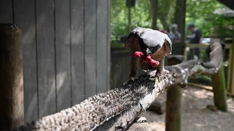 Hawk4K01 Video stock 168308913