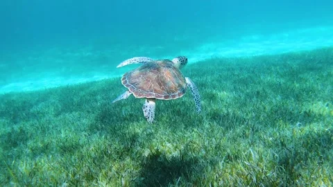 Hawkbill turtle swimming in ocean grass and sand Stock Footage 180813555