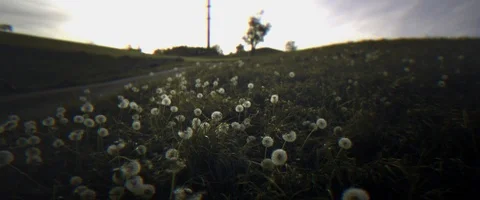 Hawkbit Dandelion plant Stock Footage 91588330