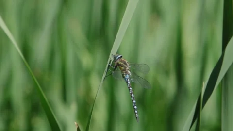 A Hawker Dragonfly Aeshna sp. being blown around in a light wind as it perches Видео 345116774