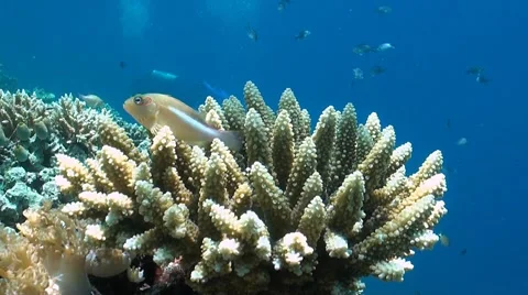 Hawkfish on a coral reef Stock Footage 51590030