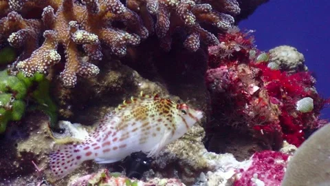 Hawkfish dwarf 4K Stock Footage 331276566