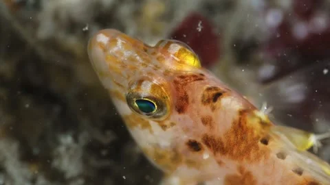 Hawkfish Eye CloseUp Macro 4K C0382-1 Stock Footage 340536334