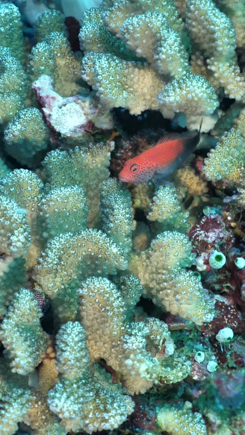 Hawkfish nestled between coral polyps Video stock 325489456