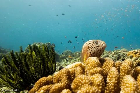 Hawkfish Stock Photos