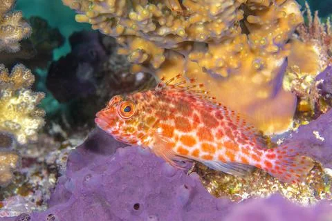 Hawkfish on purple sponge Stock Photos