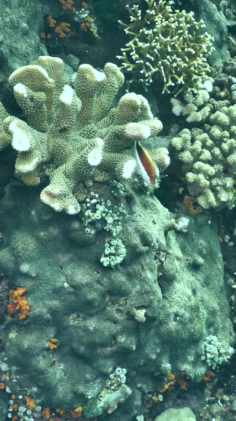 Hawkfish resting on hard coral patch Stock Footage 325510326