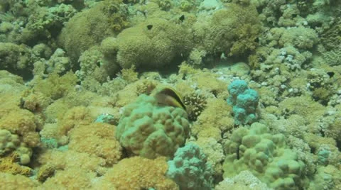 Hawkfish sitting at the reef Stock Footage 22641451