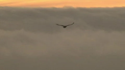Hawk,fog sunset Stock Footage 556916