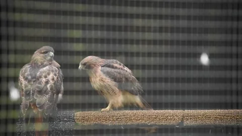 HawkHD01 Stock Footage 168308901