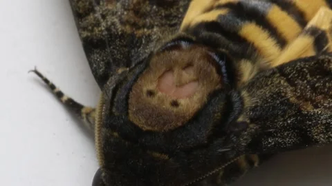 Hawkmoth insect  closeup head shoot Video stock 220799335