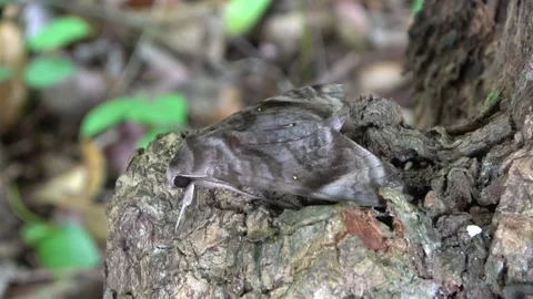Hawkmoth, Malaysia Stock Footage 206578381
