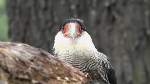 Hawks are very widely distributed and are found on all continents Vídeo Stock 306241517