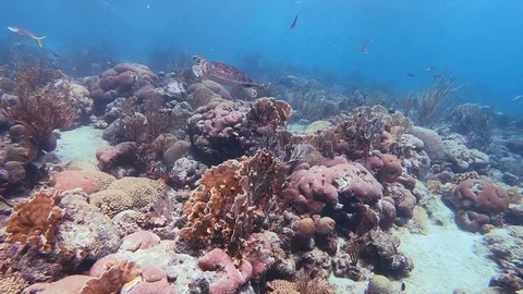 Hawk's bill turtle Video stock 101627152