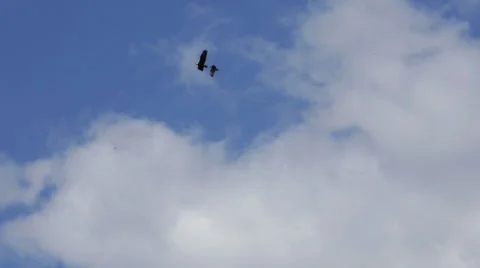 HAWKS CHASING BALD EAGLE IN AIR Stock Footage 52528847