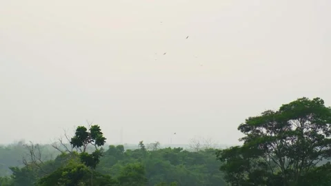 Hawks circling above the canopy of Amazon Rainforest on overcast day Stock Footage 302564516