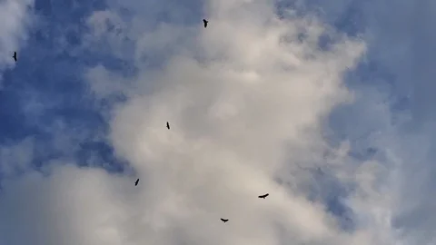 Hawks circling overhead in a cloudy blue sky, 30 fps 库存影片 108396556