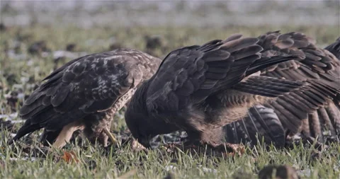 Hawks Eating in the Field Winter Stock Footage 144716299