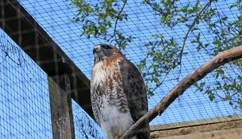Hawks Falcons and buzzards in open cage in uk Foto stock