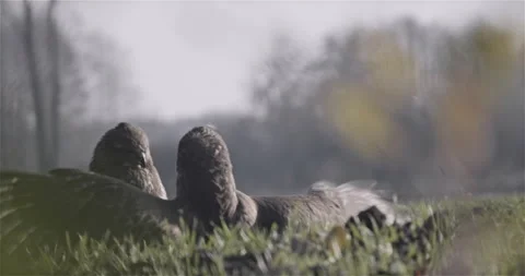 Hawks Fighting Each Other in The Field Stock Footage 144799618