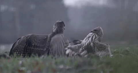 Hawks Fighting in the Field Winter Stock Footage 144794012