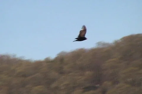 Hawks in Flight Video stock 733069