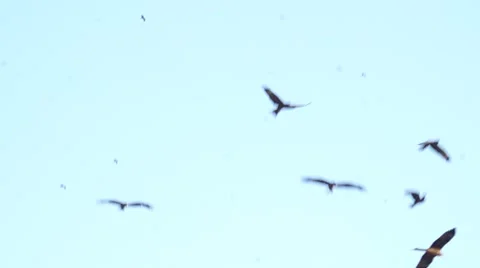 Hawks flying 스톡 동영상 49593153