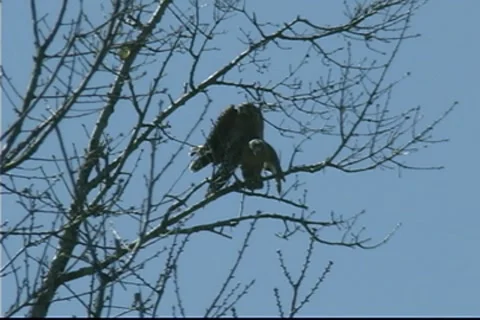 Hawks Mating in Tree Video stock 9383713