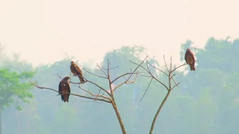 Hawks perched in leafless tree branches, slow motion flying away together Stock Footage 237585650