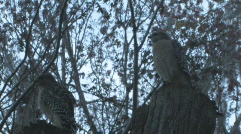 Hawks on trees looking for prey - low light Stock Footage 525199
