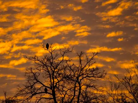 Hawks watching the dawn Stock Photos