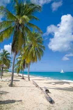 Hawksbill beach Stock Photos
