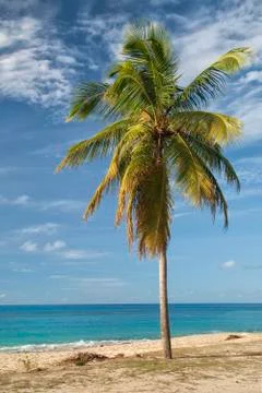 Hawksbill beach Stock Photos